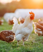 Chicken on a poultry farm
