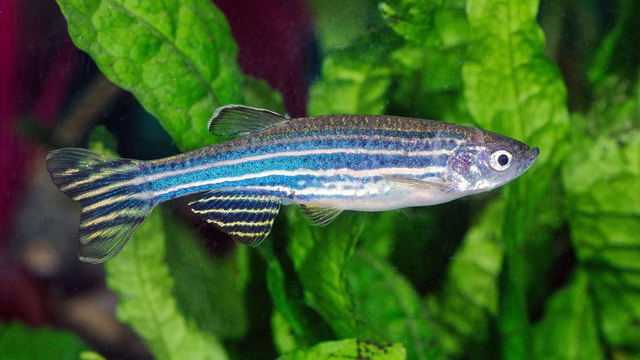 Zebrafish (Danio rerio) in planted aquarium.
