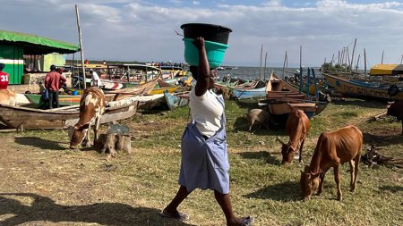A woman carrying water through a field of cattle.
