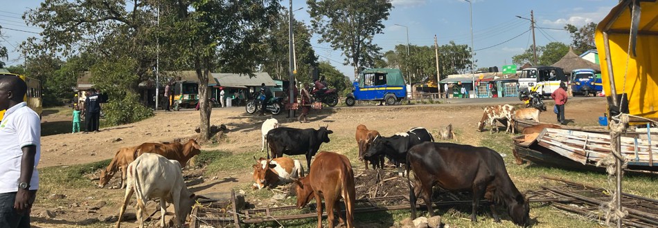 Cows grazing on land next to a road.