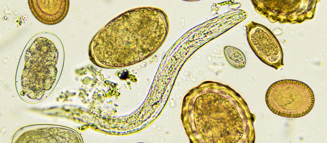 Parasitic worm