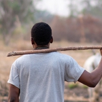 A Kenyan man working with animals.