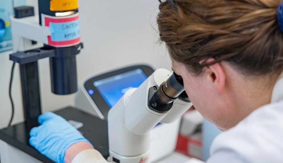 A researcher looks into a microscope in the lab and adjusts the item with their left hand