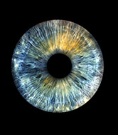 A close-up of the iris of a blue human eye.